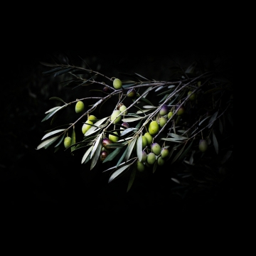 黑色背景果树上青梅水果美食