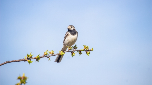 欢快的小鸟鹡鸰自然风光高清桌面壁纸