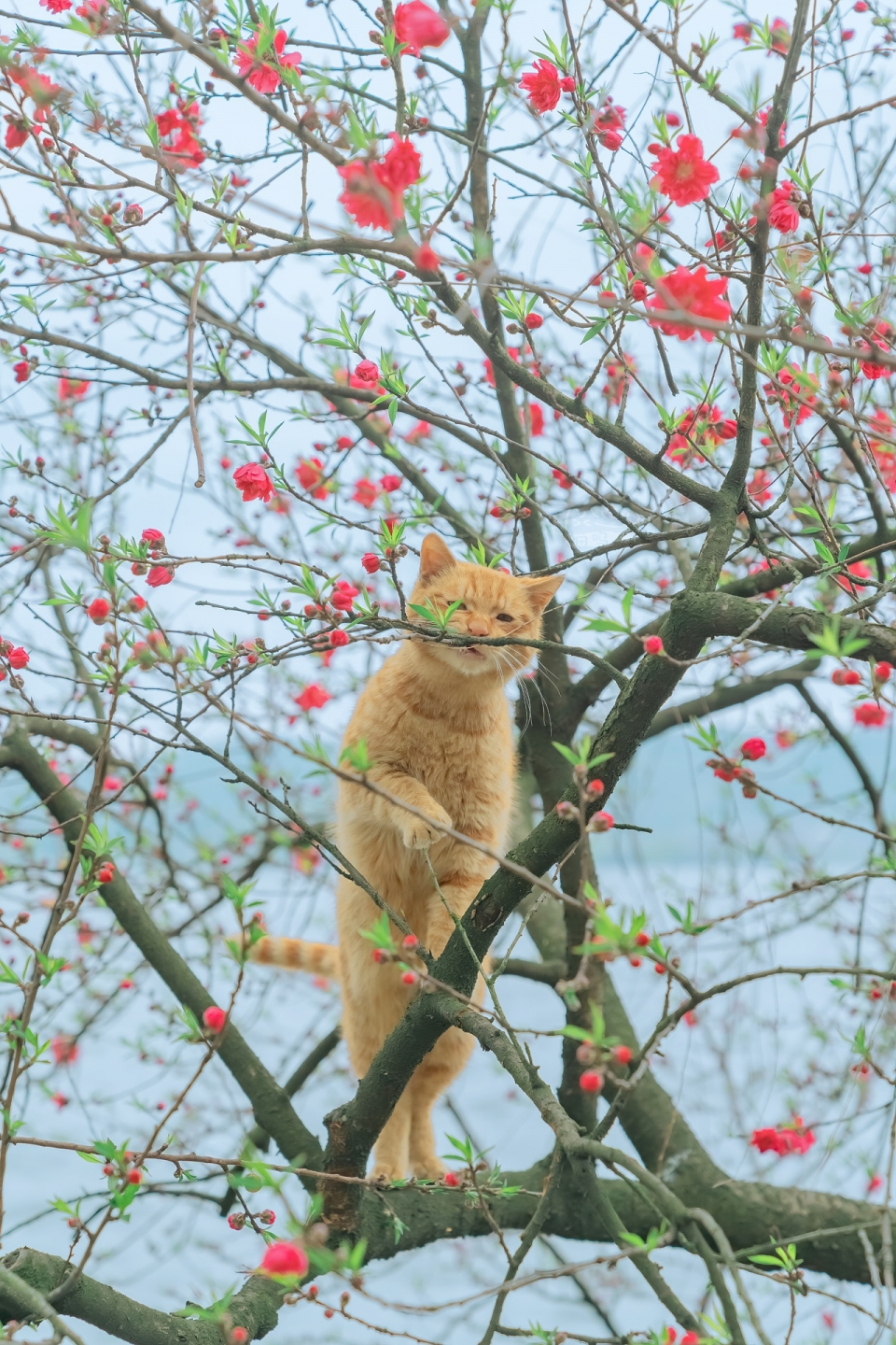 春天的小猫写真图片