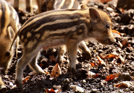 阳光自然户外野生猪幼崽动物