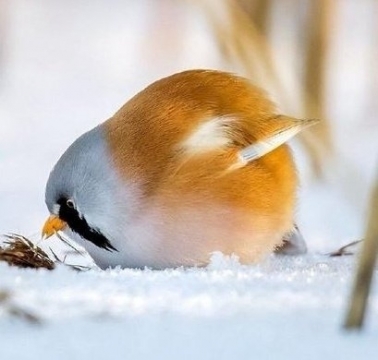 唯美动物小鸟图片