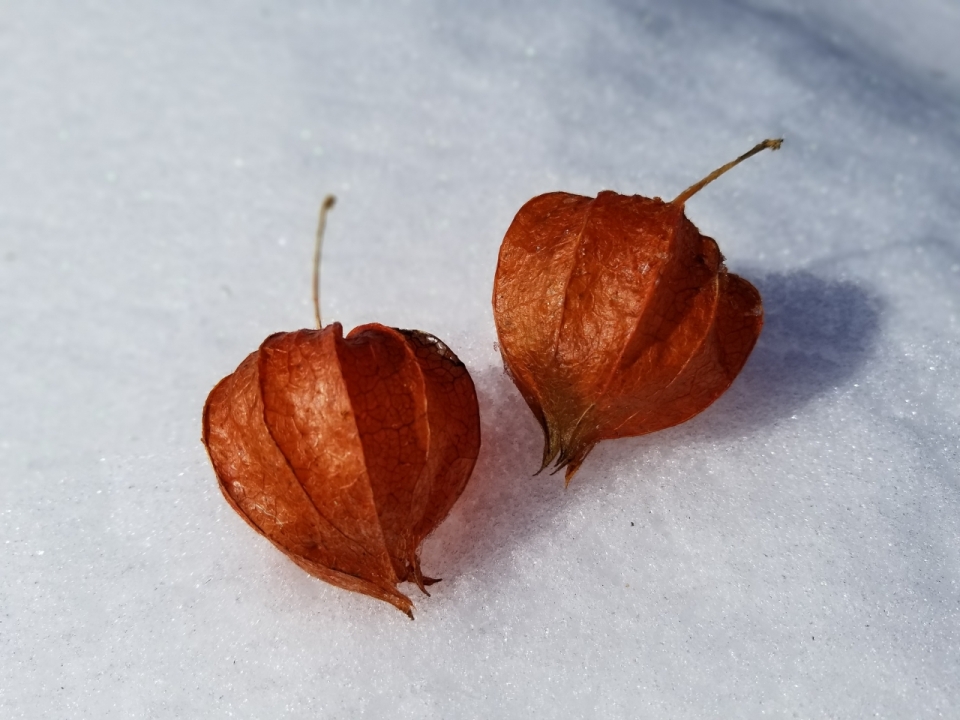 冬天户外白色雪地橙色新鲜灯笼果