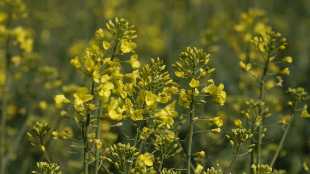 高清漂亮的油菜花高清桌面壁纸