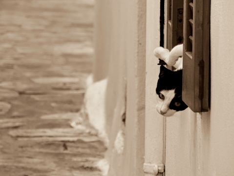 街边窗户上悠闲的可爱猫咪