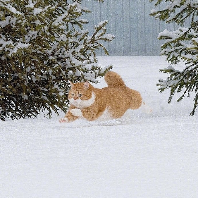 大胖橘猫可爱写真图片