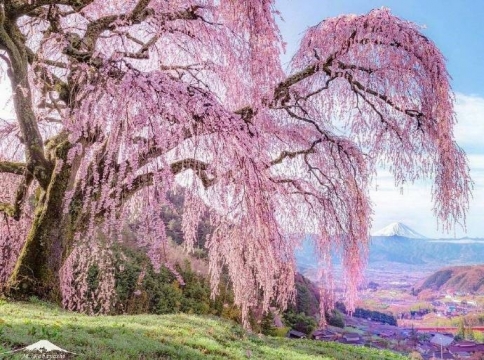 富士山下樱花图片