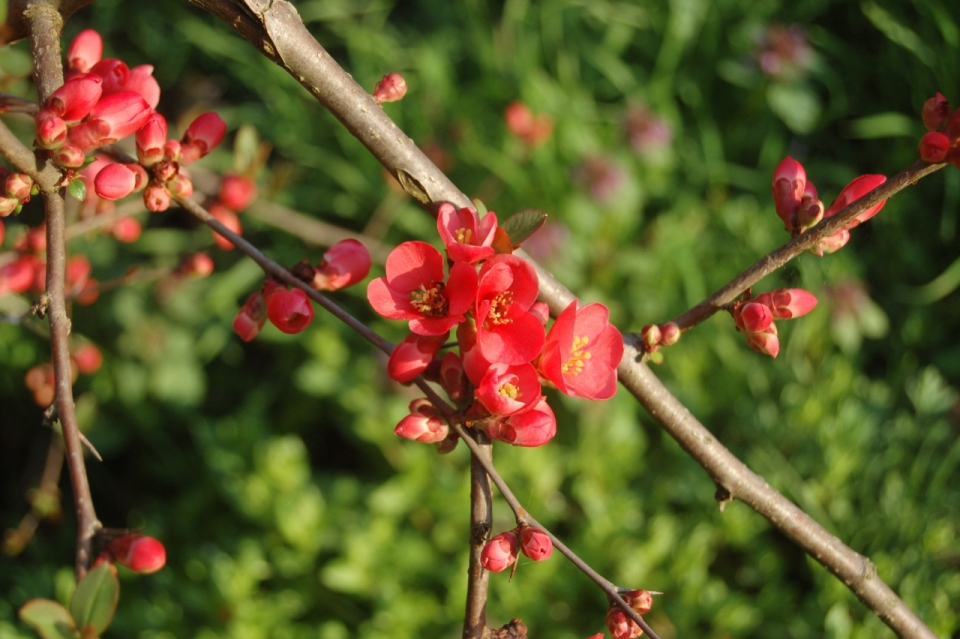 虚化背景户外阳光中红色花朵自然树枝