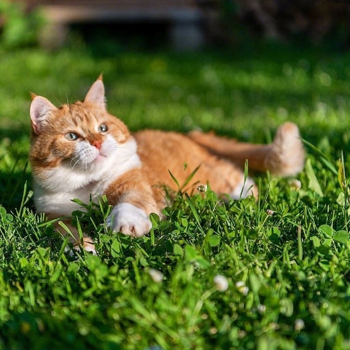 唯美清新草丛里的猫图片