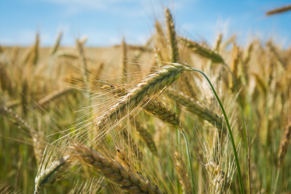 金色麦田中成熟的小麦摄影