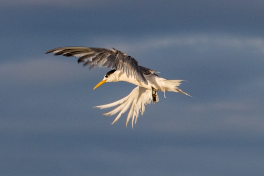 傍晚蓝色天空野生鸟类动物