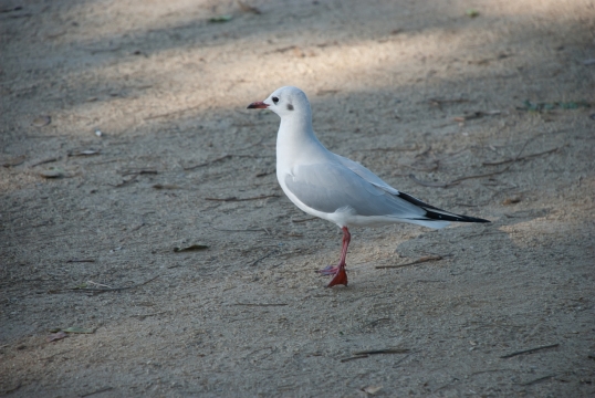 阳光户外地面上野生鸟类动物