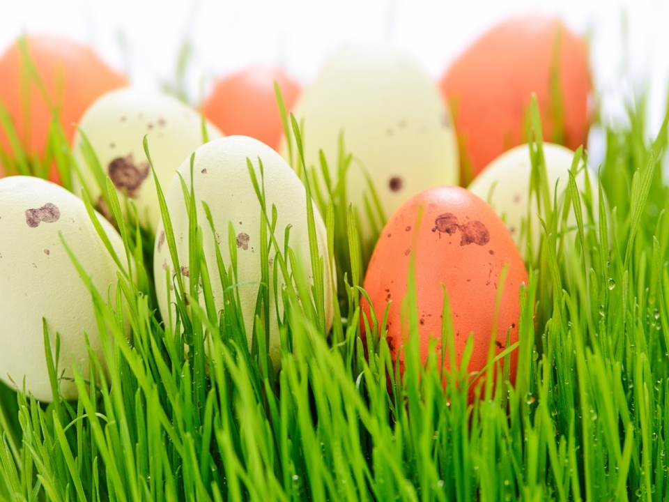 白色背景绿色草坪复活节节日装饰彩蛋