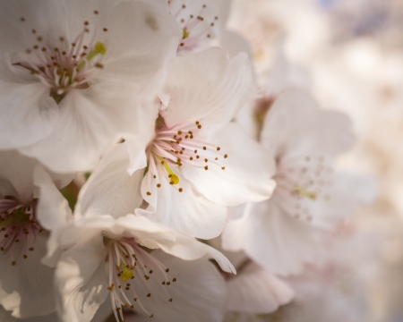 梨树自然树枝清新唯美白色花朵梨花
