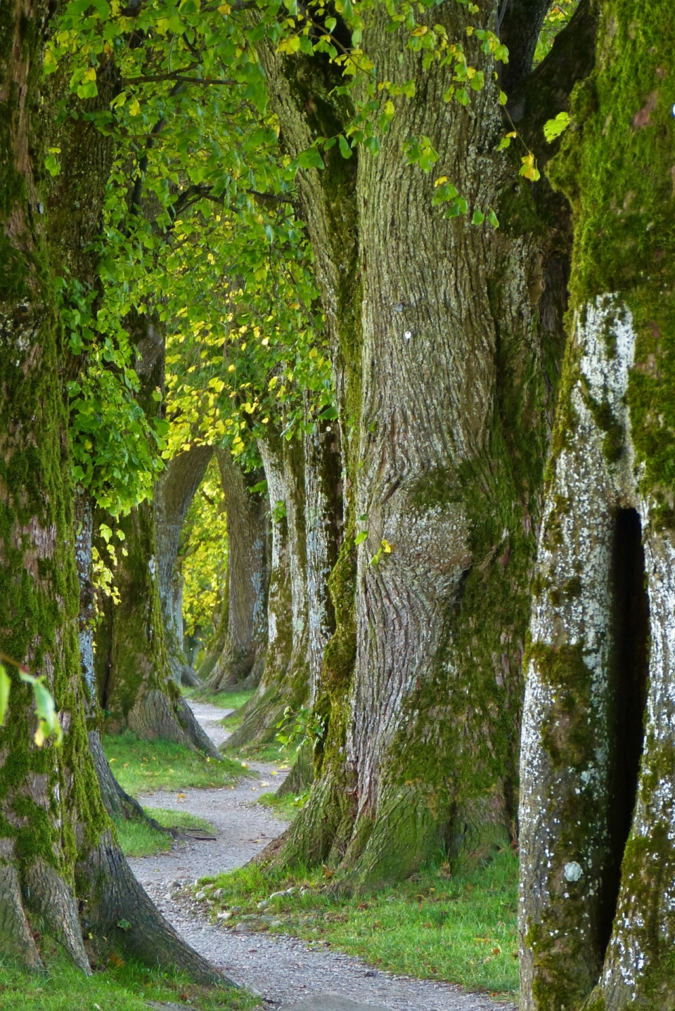 绿色树林间弯曲延伸的小道
