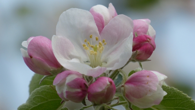 苹果花自然风光优美风景秀丽高清桌面壁纸