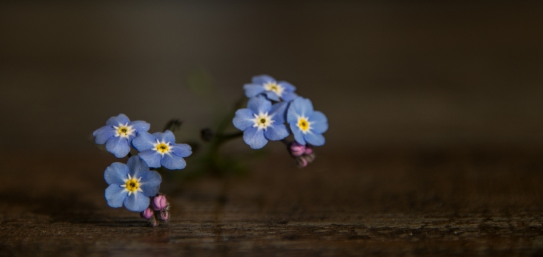 文艺清新室内木制桌面紫色自然花朵