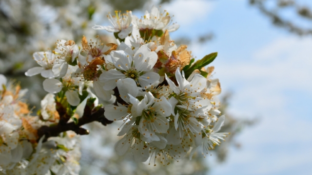 白色樱花盛开无水印电脑桌面高清壁纸图片