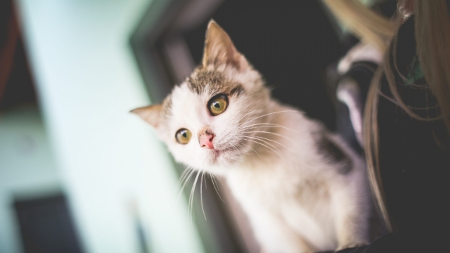 可爱的猫咪无水印电脑桌面壁纸