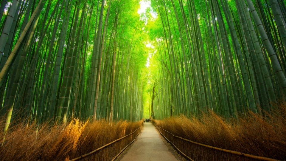 微软主题win10美丽竹林风景高清壁纸