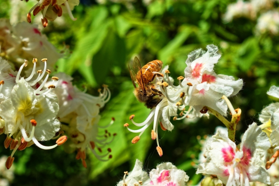 阳光户外自然白色花朵植物上蜜蜂