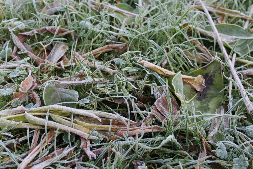 草地上的树枝和枯叶铺满了白霜