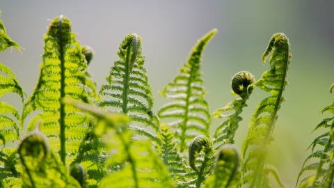 绿色植物蕨菜自然风光优美风景高清桌面壁纸