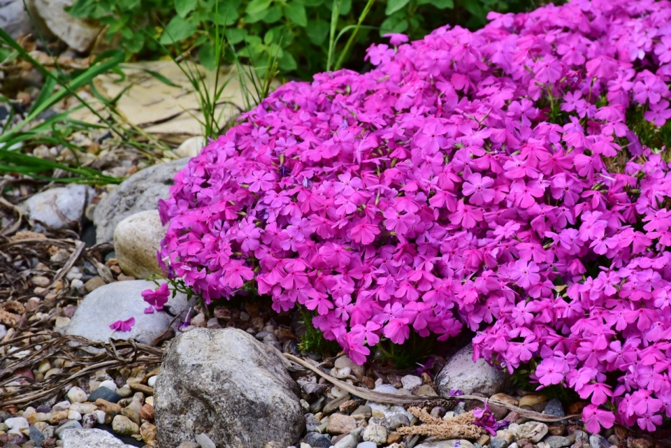 户外石子边自然清新紫色花朵花丛