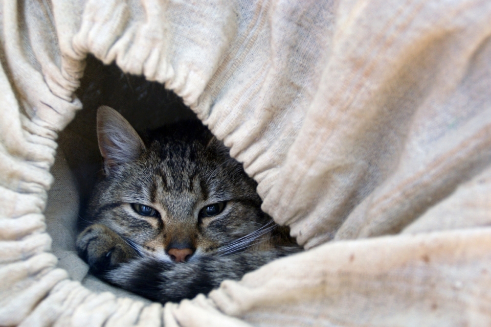 躲在布袋中蜷缩起来困倦小猫