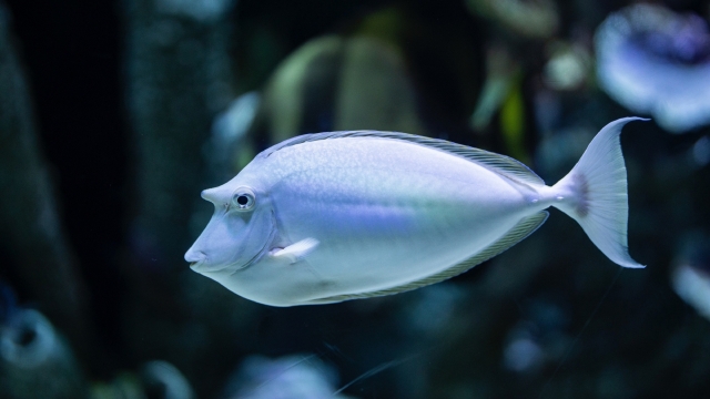 热带观赏性鱼动物鱼类高清桌面壁纸