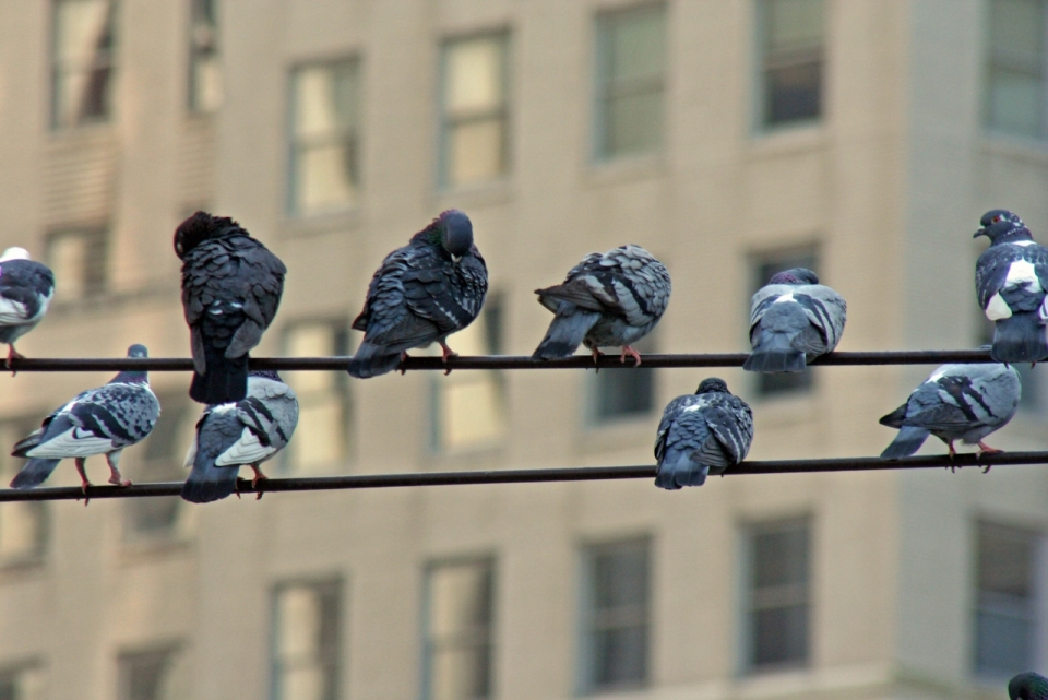 城市高空穿行电线站立鸽子鸟类
