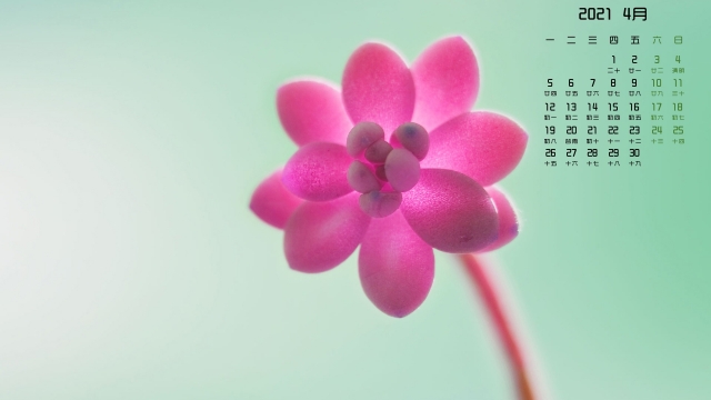 2021年4月唯美植物高清桌面壁纸