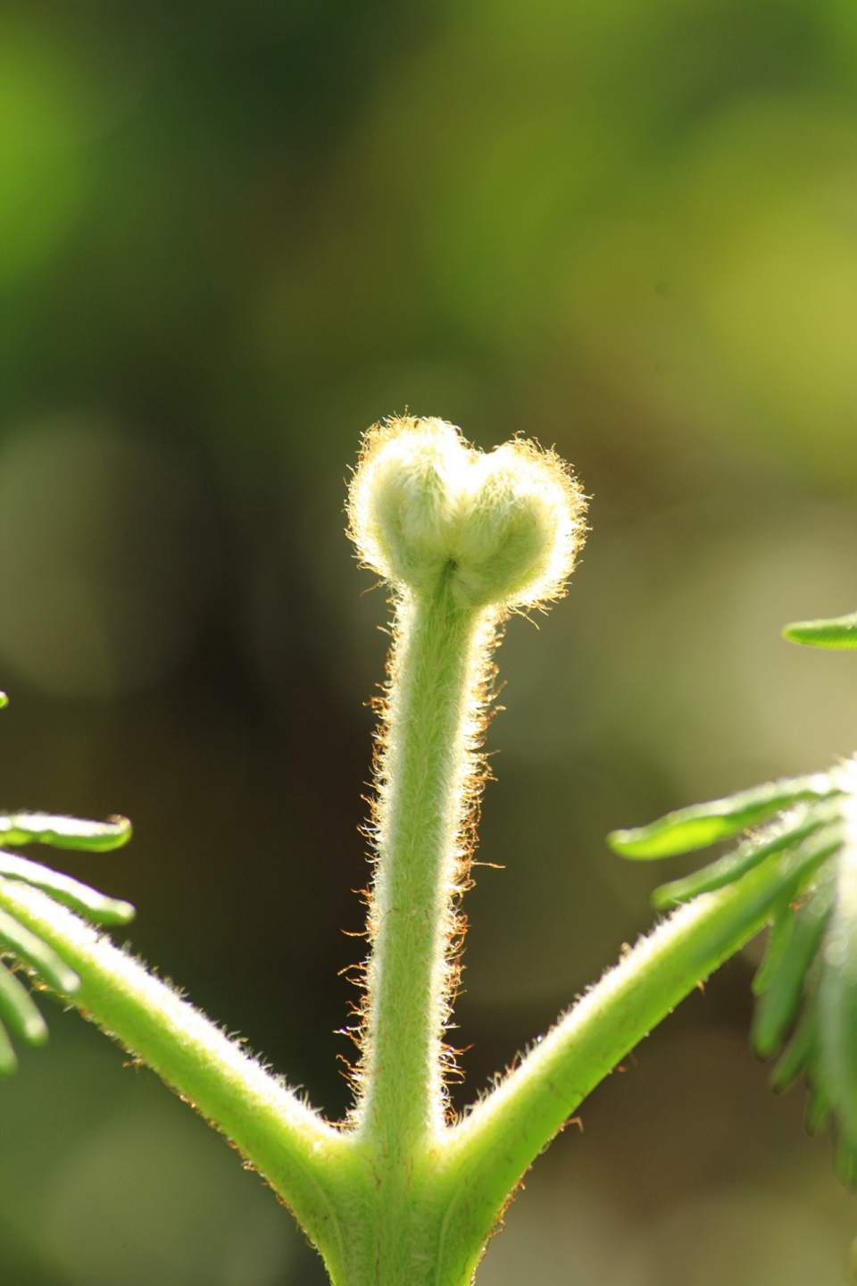 阳光户外自然绿色植物毛绒枝干