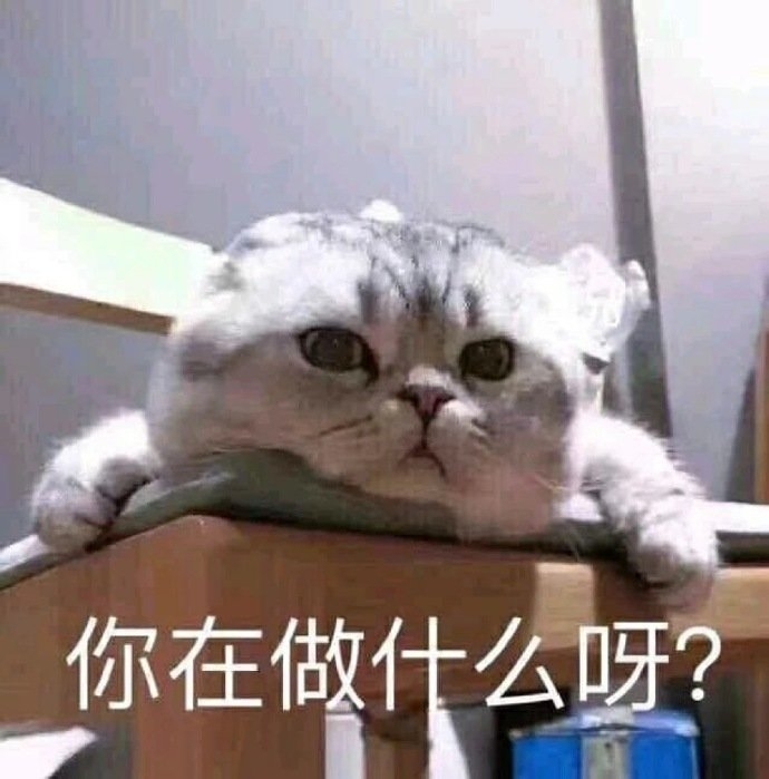 幽默搞笑小猫咪喵星人图片