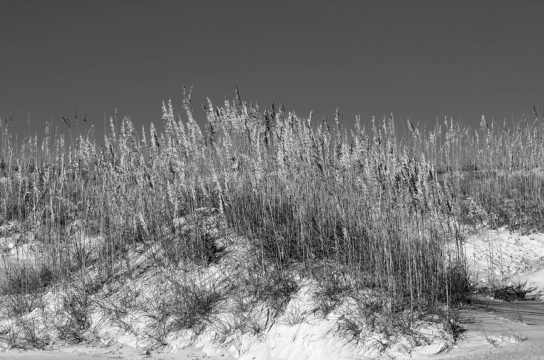 天空之下长满芦苇的河岸