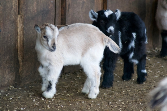 自然户外黑色白色羊动物