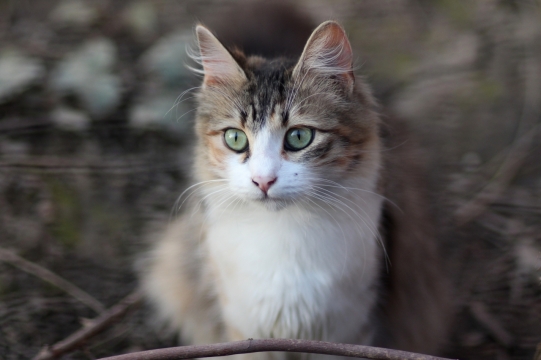 自然森林可爱绿色眼睛宠物猫