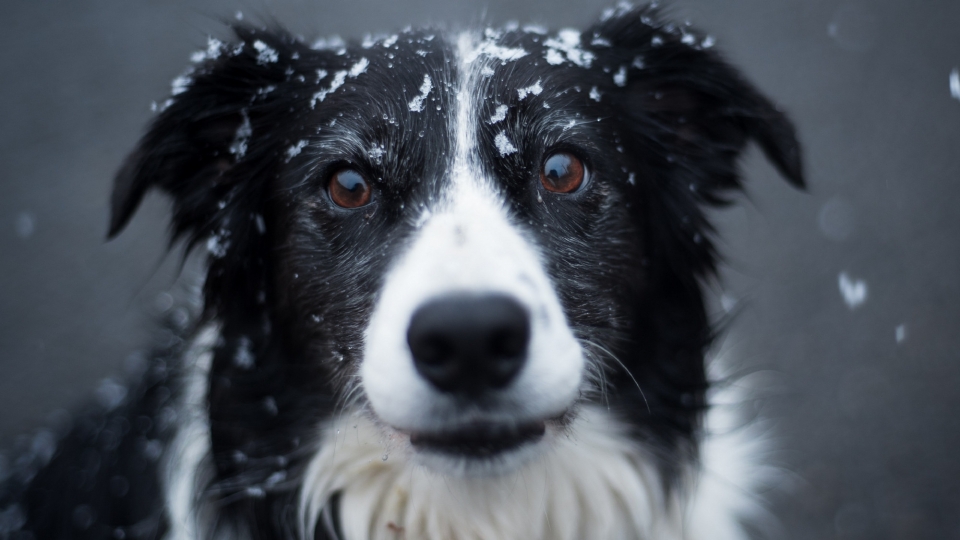 高清边境牧羊犬桌面壁纸