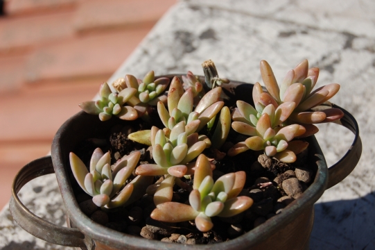 室内木制桌面金属容器自然多肉植物