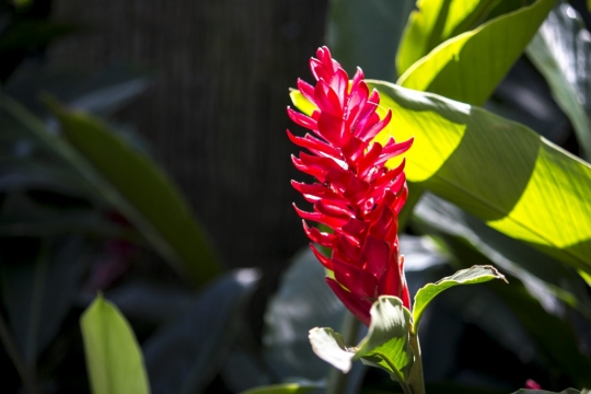 绿叶之中的红山姜花特写