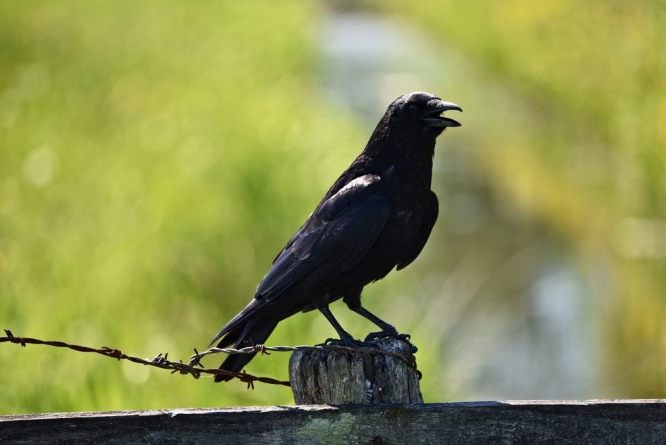 阳光自然户外木制栏杆黑色野生鸟类动物