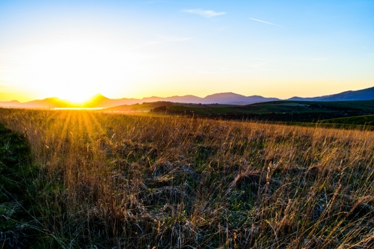 傍晚夕阳阳光户外自然植物