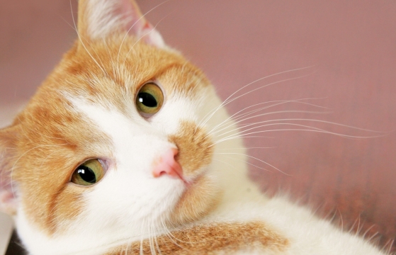 回头张望发生了什么的喵星人