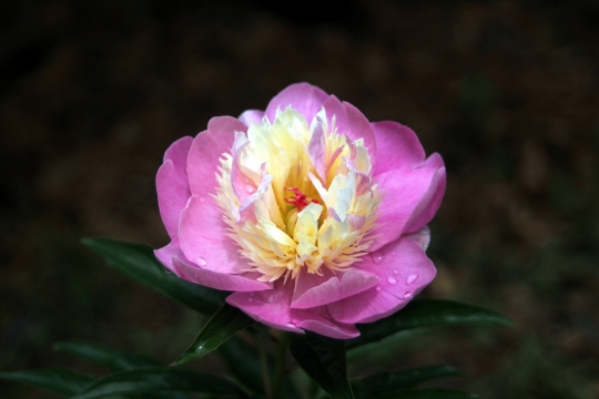 黑色背景粉色花朵黄色花蕊自然植物