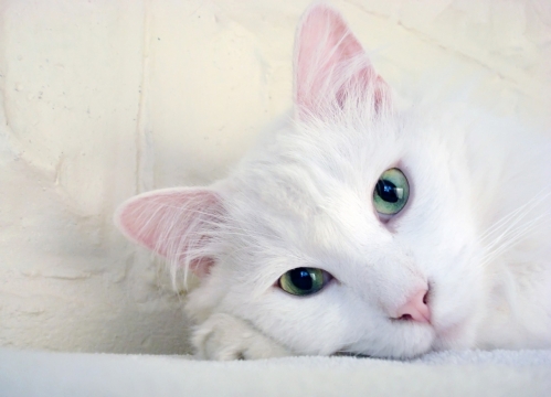 趴在地毯上大眼喵星人可爱特写