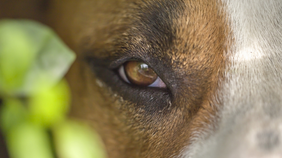 巴仙吉犬高清桌面壁纸