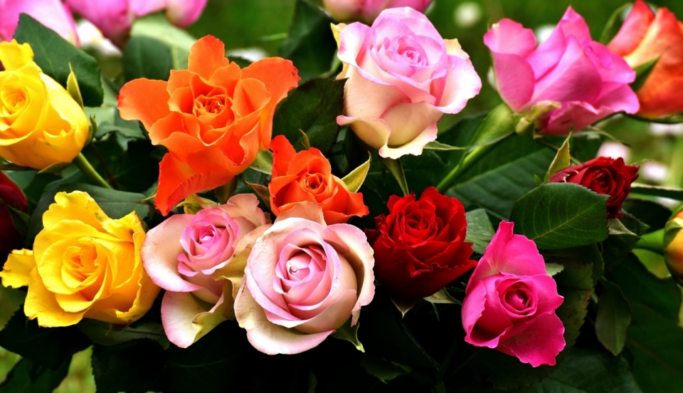 各种颜色的玫瑰花盛开在树丛中