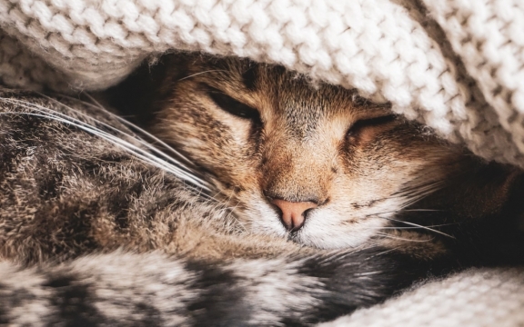 卖萌的小猫高清壁纸