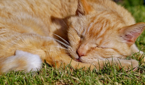 绿色自然草坪上睡觉可爱宠物橘猫