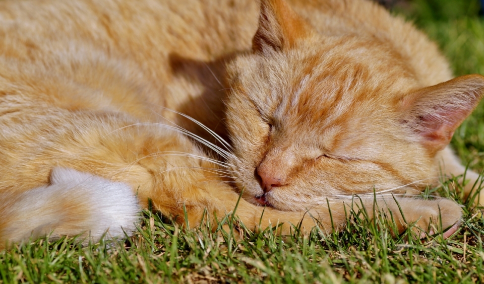 绿色自然草坪上睡觉可爱宠物橘猫