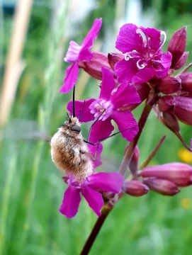 丛林边紫色花丛攀爬采花蜜蜂特写